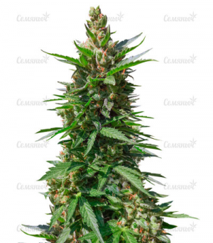 1655224447218.png 1655224447218.png