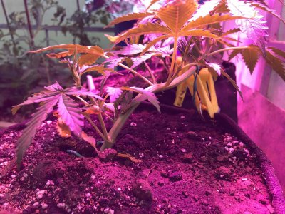 14256127-7FCE-4EA7-893C-D233FA049BCA.jpeg 14256127-7FCE-4EA7-893C-D233FA049BCA.jpeg