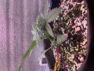 104474C5-4A2B-45F1-8F29-DAA6DD26B165.jpeg 104474C5-4A2B-45F1-8F29-DAA6DD26B165.jpeg