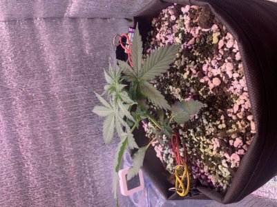 8719FDD0-93D9-4E6A-8A1E-C91C69D88FEA.jpeg 8719FDD0-93D9-4E6A-8A1E-C91C69D88FEA.jpeg