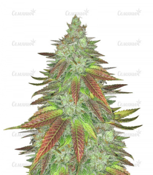 1655232102770.png 1655232102770.png