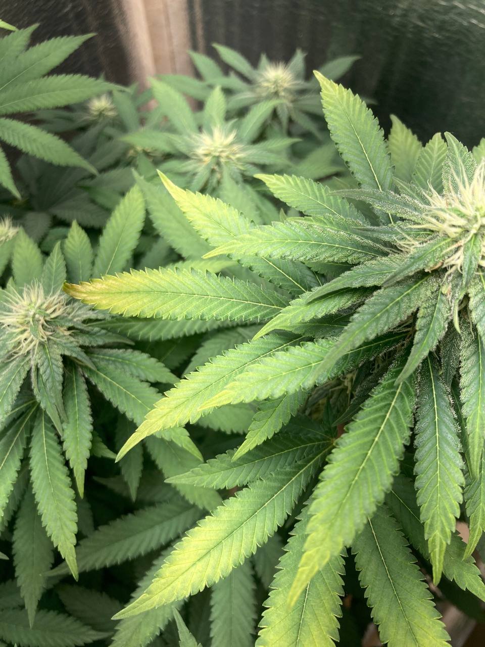 йййййй.jpg йййййй.jpg