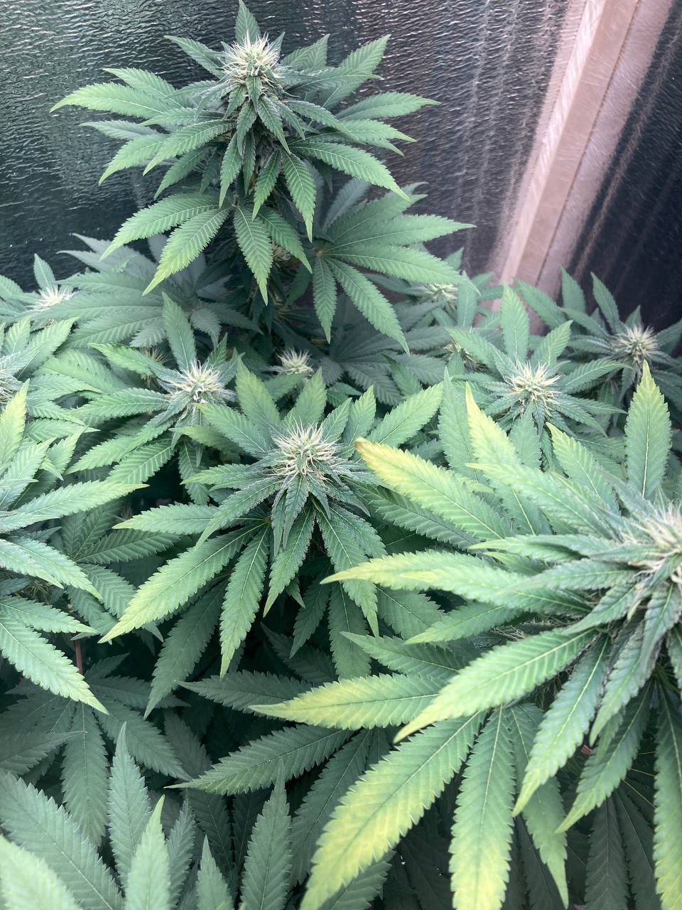 йййййййййййййй.jpg йййййййййййййй.jpg