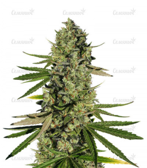 1655293757170.png 1655293757170.png