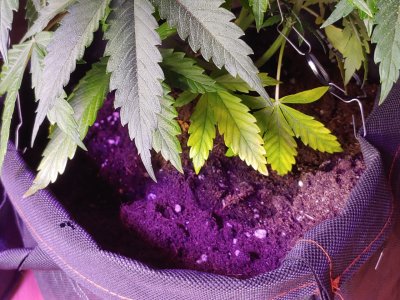 IMG_20220615_150847_953.jpg IMG_20220615_150847_953.jpg