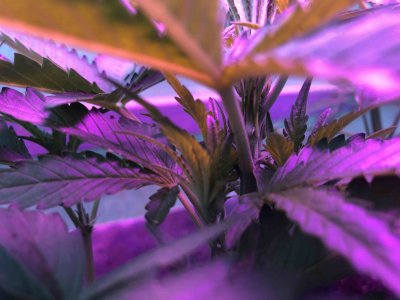 8FB400AC-91D1-42DA-873D-2934CA1918AB.jpeg 8FB400AC-91D1-42DA-873D-2934CA1918AB.jpeg