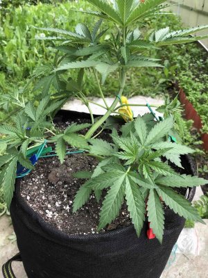 FE5D61BD-FD65-4538-95F9-493F0B09A9CD.jpeg FE5D61BD-FD65-4538-95F9-493F0B09A9CD.jpeg