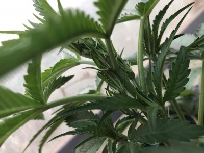 612B90D3-8F0D-4182-8E3C-15603D0E709E.jpeg 612B90D3-8F0D-4182-8E3C-15603D0E709E.jpeg