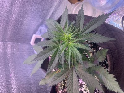 89240772-91C2-4BC5-8421-EE81D888763A.jpeg 89240772-91C2-4BC5-8421-EE81D888763A.jpeg