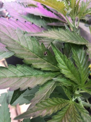 8A1A2FC4-7891-48E1-B9ED-404EF0E2F600.jpeg 8A1A2FC4-7891-48E1-B9ED-404EF0E2F600.jpeg