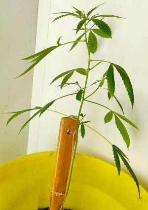 IMG_20220618_162654.jpg IMG_20220618_162654.jpg