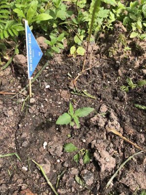 995D1016-A3FC-4F0F-BCAA-1322372B12CD.jpeg 995D1016-A3FC-4F0F-BCAA-1322372B12CD.jpeg