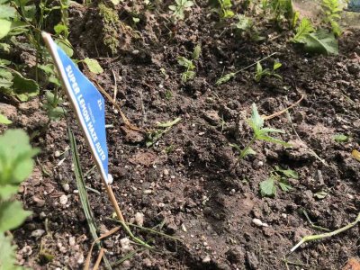 B94F4084-AA69-408B-8101-848341A2E72A.jpeg B94F4084-AA69-408B-8101-848341A2E72A.jpeg