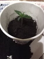 Moonshine Cookies Auto
