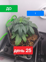 ПЕРВЫЙ ГРОВ