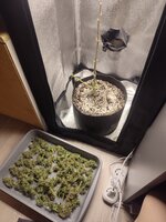 IMG_20260711_180813.jpg