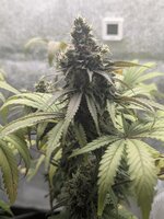 "Долгий " Zookies