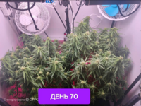 ПЕРВЫЙ ГРОВ