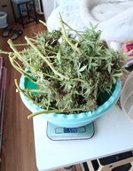 IMG_20260801_111449.jpg