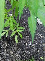 IMG_20260801_185214_883.jpg