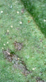 2026_09_02_11_35_39_058.png