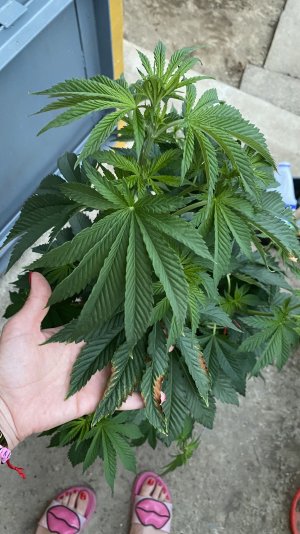 AE6CBFDA-85A9-4313-95C4-CFF8D9259DFA.jpeg AE6CBFDA-85A9-4313-95C4-CFF8D9259DFA.jpeg