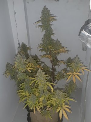 20220620_114430.jpg 20220620_114430.jpg