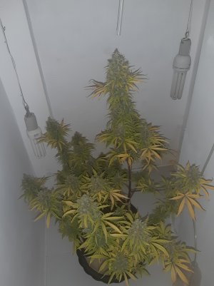 20220620_114414.jpg 20220620_114414.jpg