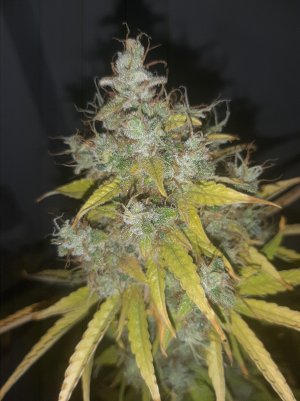 20220620_114443.jpg 20220620_114443.jpg