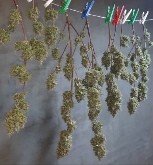 20220620_122457.jpg 20220620_122457.jpg