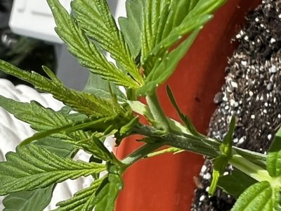 F640F25D-2A1B-4E2A-BFCA-6C60EC4B8053.jpeg F640F25D-2A1B-4E2A-BFCA-6C60EC4B8053.jpeg