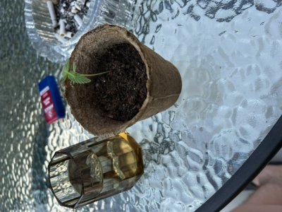 3BB97B13-D85B-4F5B-AE95-111EFC3E0EB1.jpeg 3BB97B13-D85B-4F5B-AE95-111EFC3E0EB1.jpeg