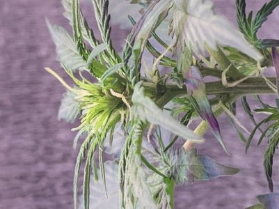 1C3F65D9-0370-490C-A1DE-CCB1E4F58BE3.jpeg 1C3F65D9-0370-490C-A1DE-CCB1E4F58BE3.jpeg