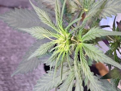 0CE9C1E0-36C1-41D2-B274-E87D06058CCF.jpeg 0CE9C1E0-36C1-41D2-B274-E87D06058CCF.jpeg