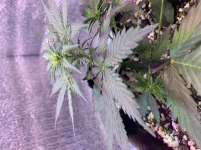 A462BA49-7EB3-4723-AA51-42F9E896E2C7.jpeg A462BA49-7EB3-4723-AA51-42F9E896E2C7.jpeg