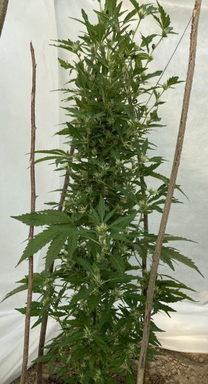 20.06.22 5.jpeg 20.06.22 5.jpeg