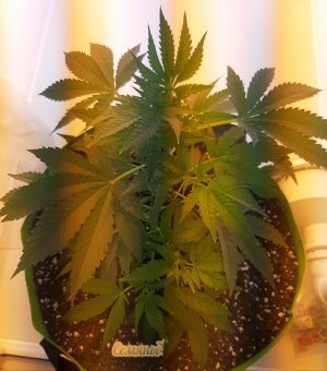 20220621_104529.jpg 20220621_104529.jpg