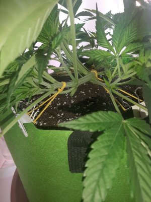 20220621_120035.jpg 20220621_120035.jpg