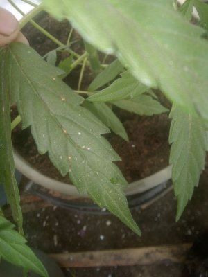 IMG_20220622_095409.jpg IMG_20220622_095409.jpg