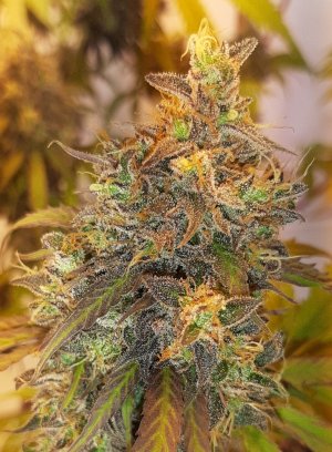 20220622_212237.jpg 20220622_212237.jpg