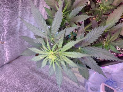 115EAB84-1184-4E15-A6DF-4F46088713E7.jpeg 115EAB84-1184-4E15-A6DF-4F46088713E7.jpeg