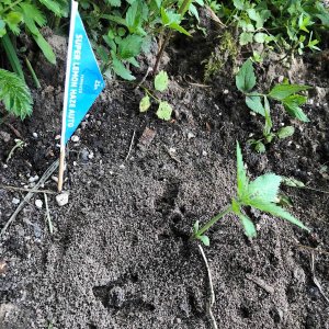 BECCCAD1-84AF-47B2-88F1-418527F544EA.jpeg BECCCAD1-84AF-47B2-88F1-418527F544EA.jpeg