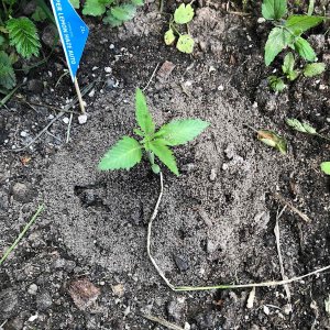 1B2E0E8F-6F4B-4BEA-ADCF-30926C8BD8D0.jpeg 1B2E0E8F-6F4B-4BEA-ADCF-30926C8BD8D0.jpeg