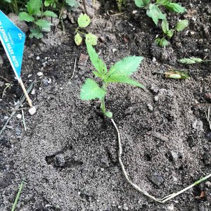 AD4D53E4-C519-4A93-8640-34860852489B.jpeg AD4D53E4-C519-4A93-8640-34860852489B.jpeg