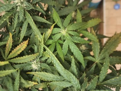 photo_2022-06-24_23-06-46.jpg photo_2022-06-24_23-06-46.jpg