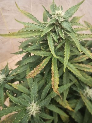 photo_2022-06-24_23-07-01.jpg photo_2022-06-24_23-07-01.jpg