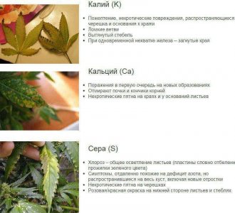 0013B8AB-280F-418C-94D4-C6CA08896FBC.jpeg 0013B8AB-280F-418C-94D4-C6CA08896FBC.jpeg