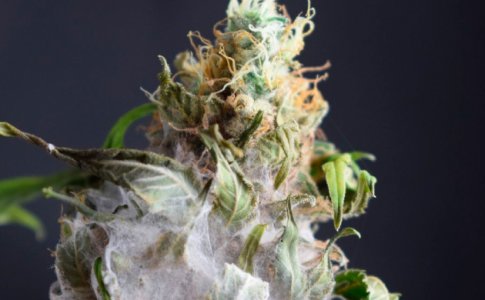 Заплесневелая конопля