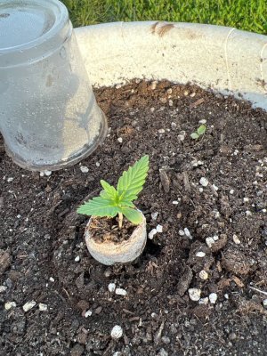 8FB7EBE9-2105-4009-B7DD-18D7ED0C0C87.jpeg 8FB7EBE9-2105-4009-B7DD-18D7ED0C0C87.jpeg