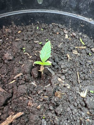 913D0C09-BFA6-4B17-BA2C-AC87652A15B9.jpeg 913D0C09-BFA6-4B17-BA2C-AC87652A15B9.jpeg